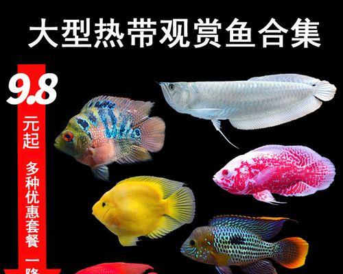 养银龙，让它璀璨绽放（探秘养银龙的技巧和养护要点）