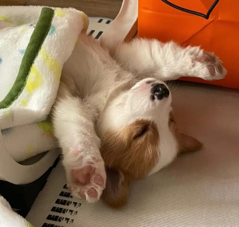 柯基犬养护必备（保护你的柯基犬免受疾病侵袭，关键在于做好预防针接种！）