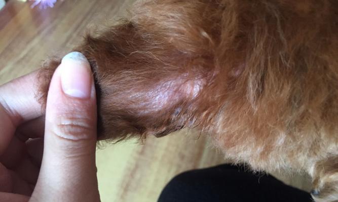 泰迪犬的常见疾病及防治（了解泰迪犬的健康问题，让您的宠物更健康）
