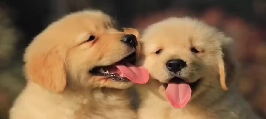 为什么以狗粮为主食对狗狗更好？（了解狗粮的重要性与好处，让它成为狗狗的主要食物选择）
