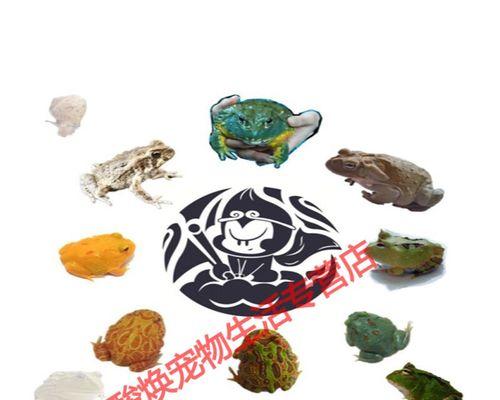 黄颜色的宠物蛙之神秘魅力（一窥黄颜色宠物蛙的迷人世界）