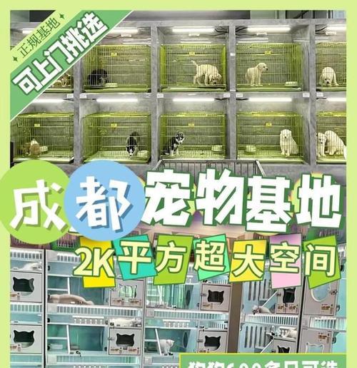 实体宠物店必备条件和经营要点（打造完美的实体宠物店——关键条件和成功经验）