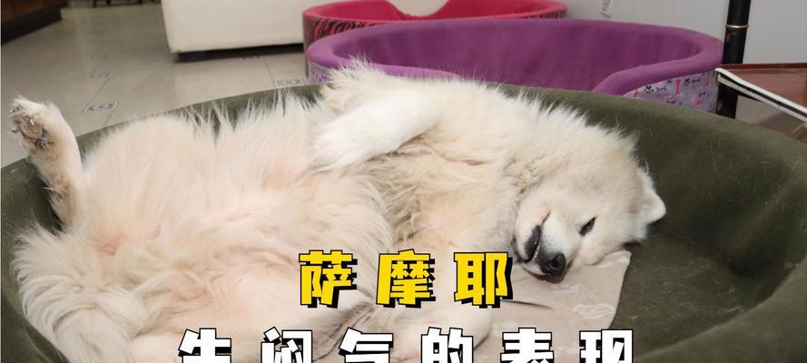 了解萨摩耶中暑的症状和预防措施（宠物萨摩耶中暑是个大问题，如何保护他们的健康？）