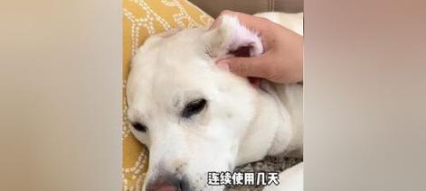 为什么要定期清理狗狗的耳道？（探索狗狗耳道清洁的重要性及步骤）