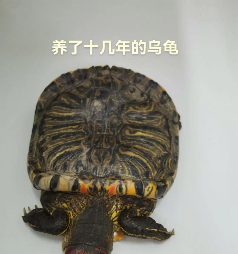 养乌龟需注意的常见疾病（如何预防和治疗乌龟常见病）