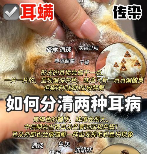 治疗狗狗耳螨的药物选择（选择合适的药物是关键）