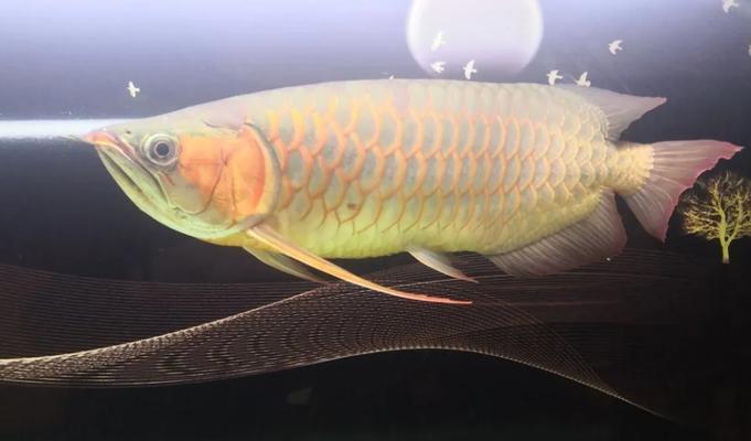 金龙鱼过背的原因与解决方法（揭秘金龙鱼过背的成因，让你的宠物健康快乐）