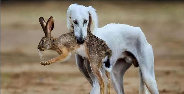 深入探讨黄金猎犬的特点和训练方法（黄金猎犬）