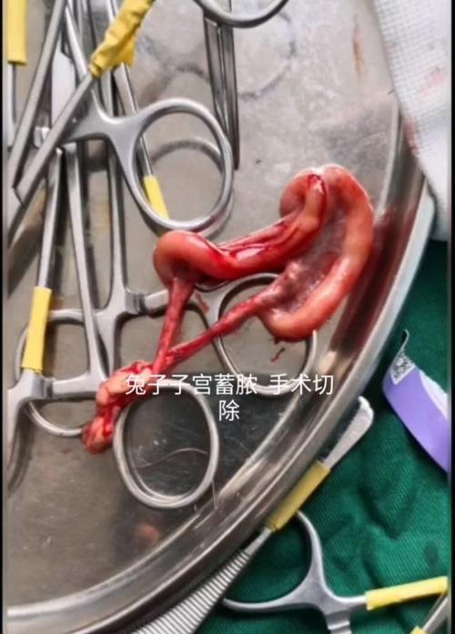兔子绝育的重要性和准备事项（保护宠物兔子健康的必备知识）