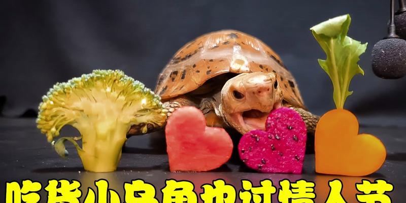 以巴西龟的食物需求及饮食习性（探索巴西龟的食物类型和饮食习惯，为宠物主人提供正确的喂养指南）