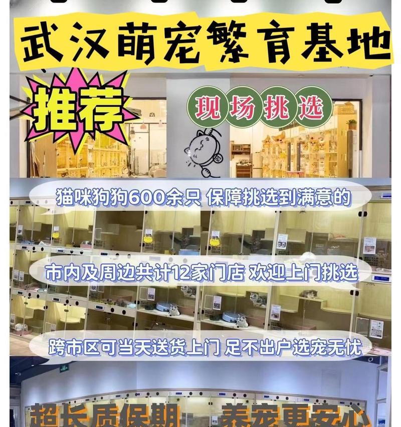 如何选择可靠的网站购买狗狗（从信誉、品种选择到健康保证，让你买狗无忧无虑）