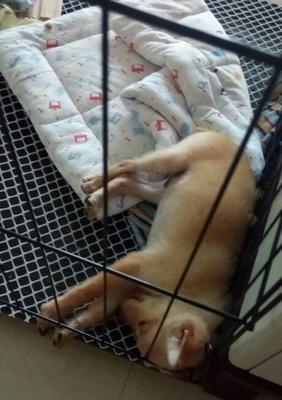 小鹿犬换了狗粮为什么拉稀？（探究小鹿犬换狗粮后拉稀的原因及解决方法）