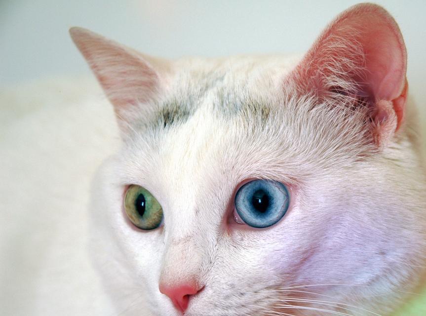 猫眼之色——揭秘猫眼睛的奇妙色彩（一窥猫眼神秘的多彩世界）