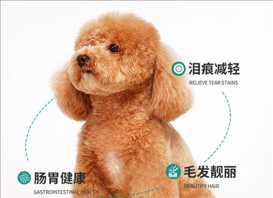 ChoosinganEnglishNameforYourFemaleDog（ExploringthePerfectEnglishNamesforYourBelovedFemalePup）