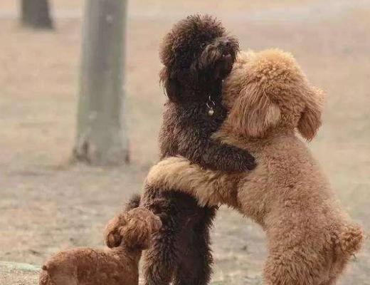 金毛与边境牧羊犬杂交，创造出迷人的混血犬（美丽与智慧的完美结合，金毛边境牧羊犬的魅力无法抗拒）
