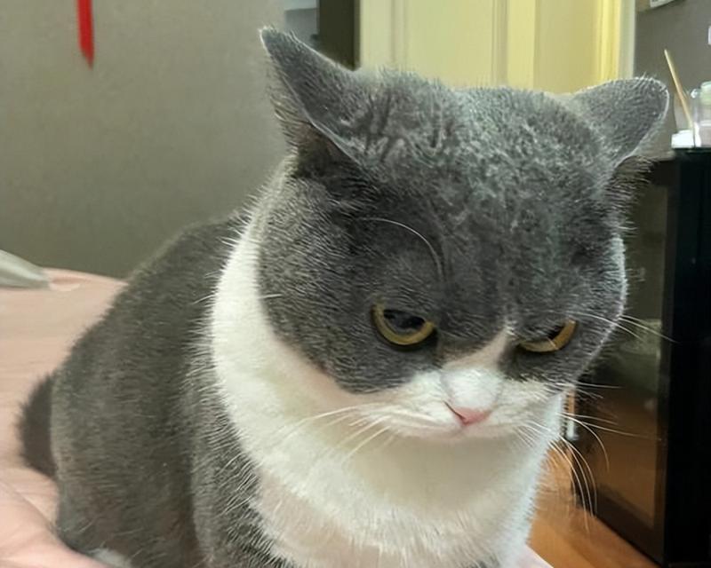 猫猫害怕什么？（揭秘猫咪最常见的恐惧源）