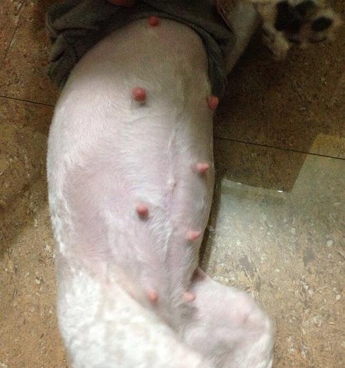 如何确定狗是否怀孕？（掌握正确方法，轻松判断狗狗的孕情）
