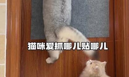 猫抓地板的原因及解决方法（为什么猫喜欢抓地板？如何防止猫抓地板？）