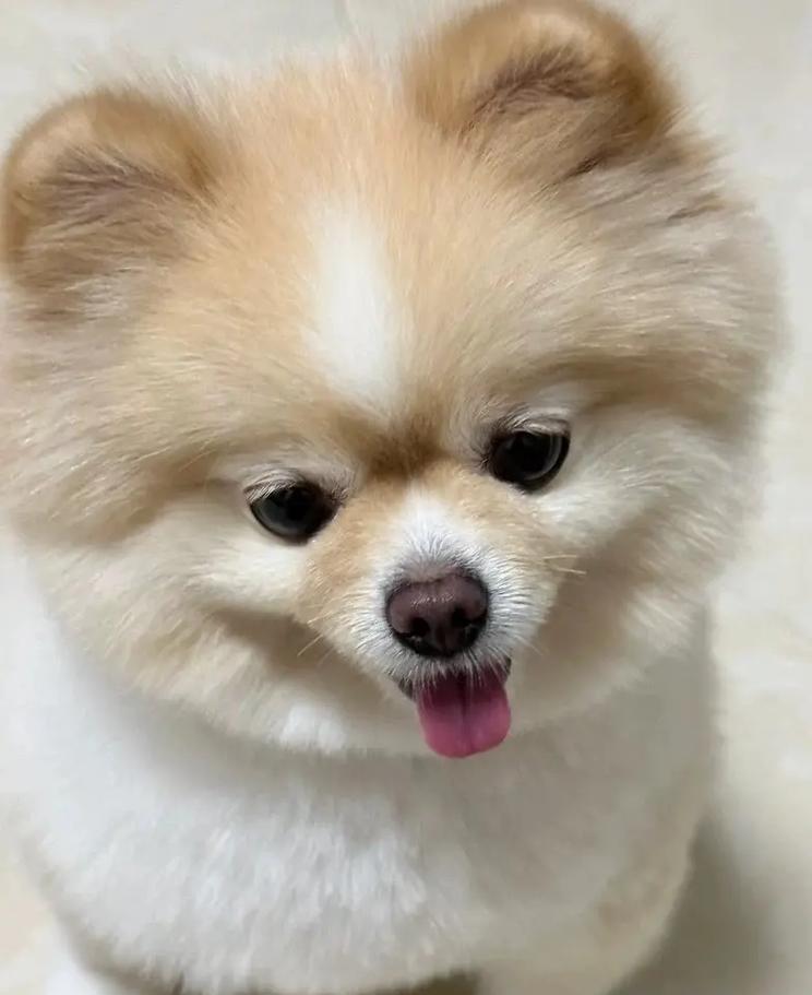 选择不脱毛狗的优势（享受清洁无毛困扰的宠物生活）
