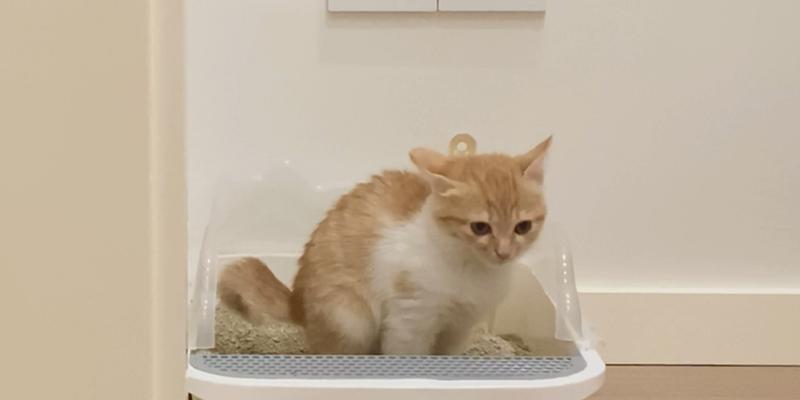 猫的随处大便之谜（探索猫咪为何随地上厕所的奥秘）