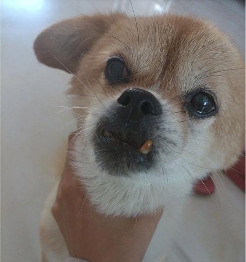 狗狗下巴长了个红点点是什么？（揭秘狗狗下巴红点点的成因和应对方法）
