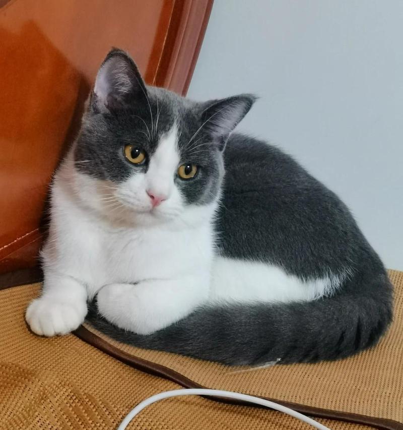 以脖子毛长是什么猫（揭秘脖子毛长的猫种类及特征）