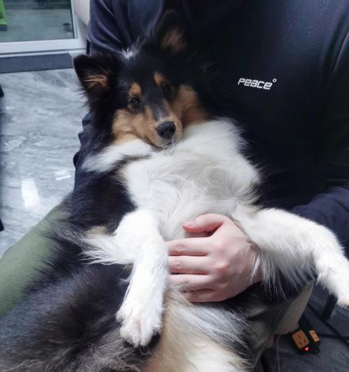 牧羊犬产后用药指南（选择适合牧羊犬产后的药物和注意事项）