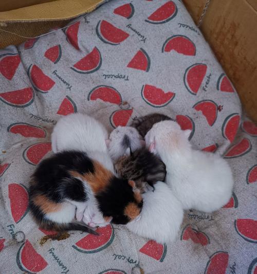 猫咪生产前几天的变化（探秘猫咪产前的身体和行为变化）