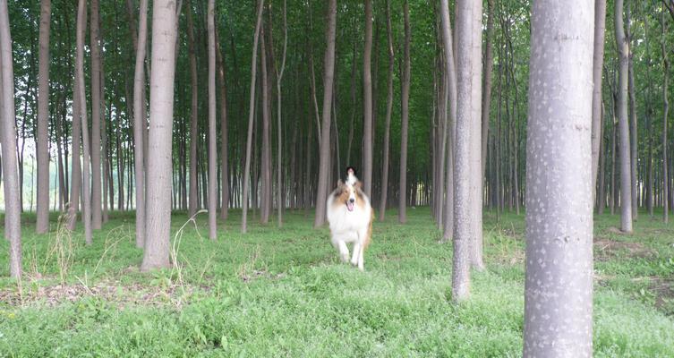 苏格兰牧羊犬体重的关联因素（探索苏格兰牧羊犬体重与何相关，解密这一谜团）