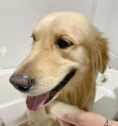 以德牧的洗澡方法及注意事项（了解以德牧犬洗澡的正确方式，打造宠物健康美容）