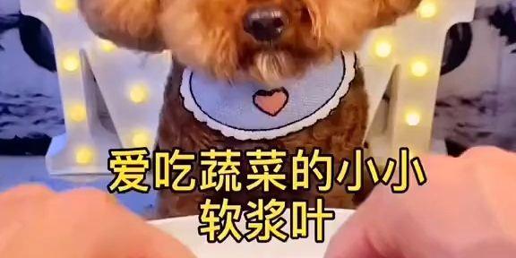 狗可以吃哪些蔬菜？（为您的宠物选择健康膳食）