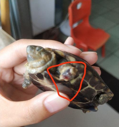 探秘巴西龟蜕皮的奇妙过程（揭开巴西龟蜕皮的神秘面纱）