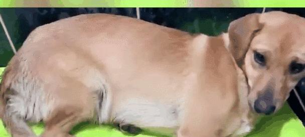 狗狗为什么喜欢咬东西？（探究背后的原因和解决方法）