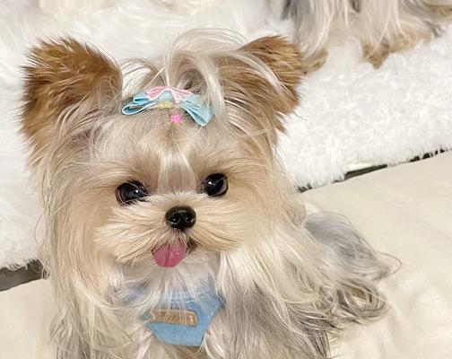 约克夏犬的喷雾选择指南（如何选择适合约克夏犬的喷雾产品？）