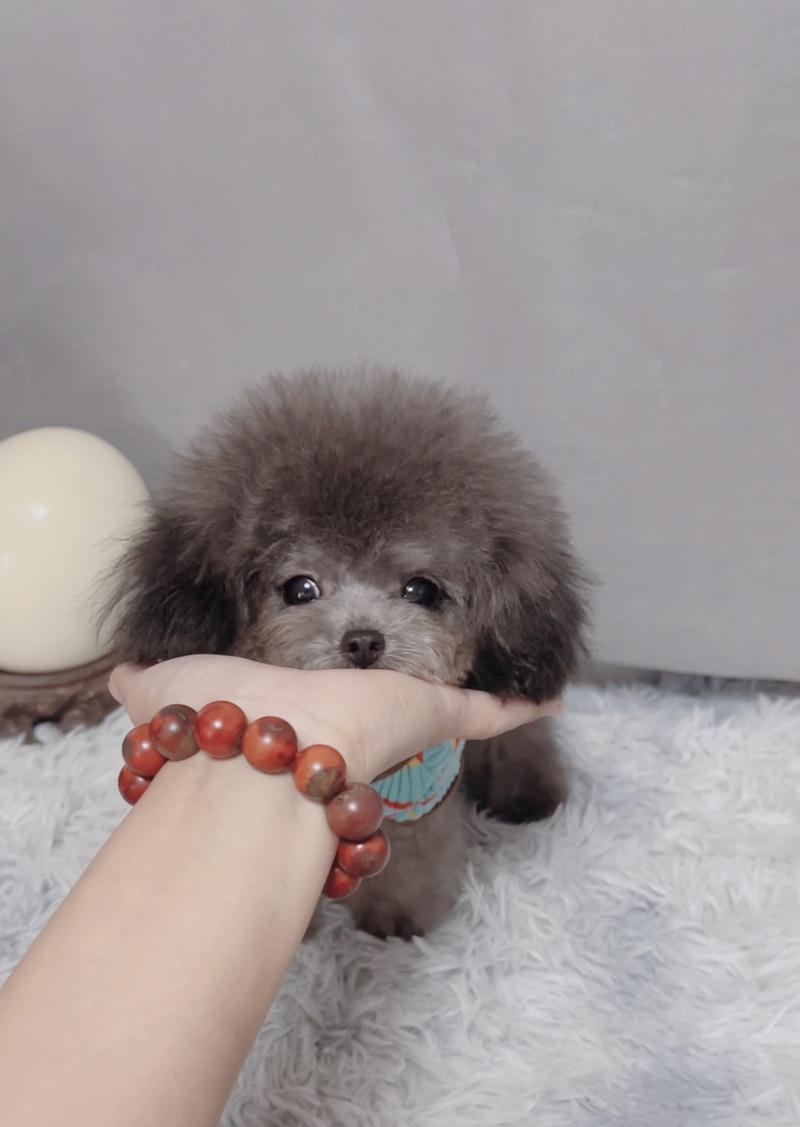 以太迪狗的疫苗接种指南（了解以太迪狗的主要疫苗及其重要性）