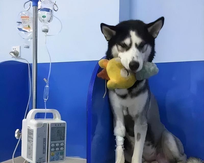 哈士奇常见疾病及预防措施（保护你的爱犬健康的关键知识）