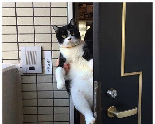 猫为什么总跑？（探究猫咪天生喜欢奔跑的原因）