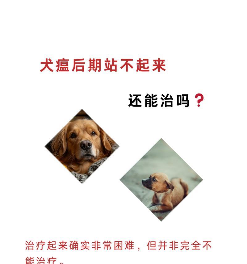 了解狗瘟热的预防与治疗（保护爱犬免受狗瘟热困扰，）