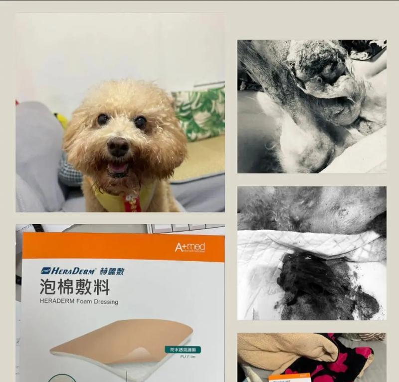 如何为狗狗伤口选择合适的药物？（了解不同类型狗狗伤口，选择适合的药物）