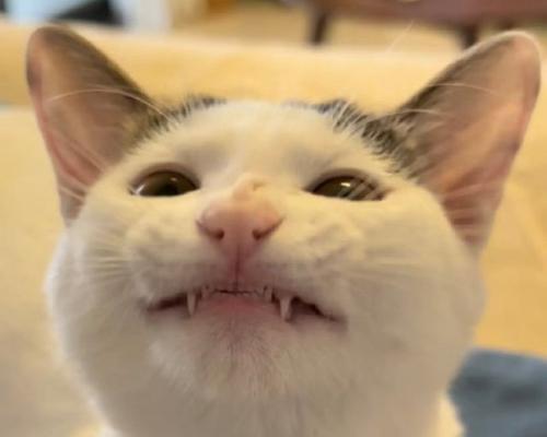 猫牙齿为何会变黄（探究猫牙齿变黄的原因及预防方法）