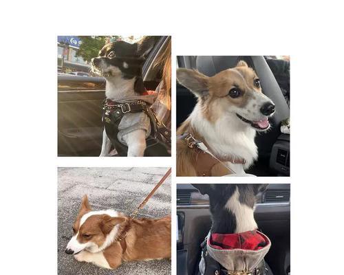选择合适的狗绳——大中型犬的最佳选择（为你的大中型犬提供安全与舒适的狗绳）