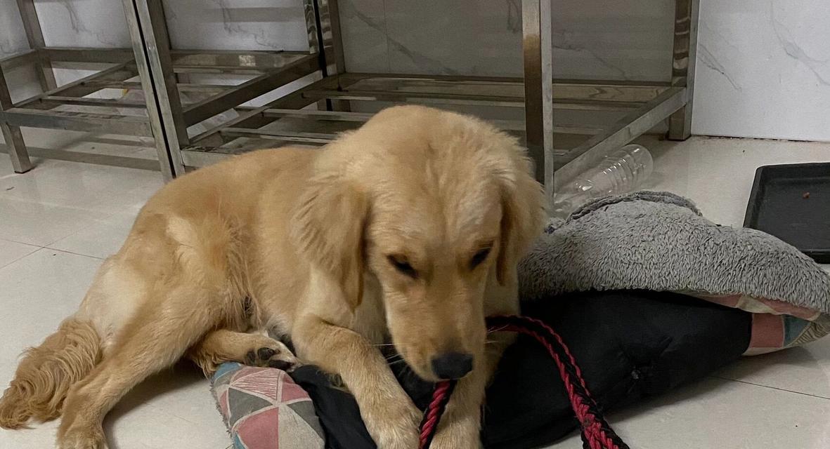 狗身上的癞是什么病？（了解犬癞病的症状和治疗方法）