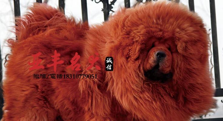 揭开狗眼睛血红色之谜（狗眼睛血红色背后的原因与解释）