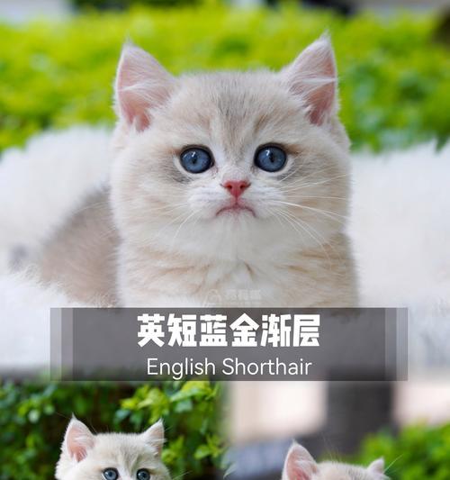 探索英短渐层之美（揭开英短渐层猫咪的神秘面纱）