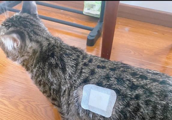 如何为受伤的猫咪提供药物治疗