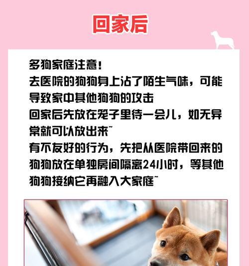 养狗必备的疫苗知识（为宠物狗提供最佳的疫苗保护措施）