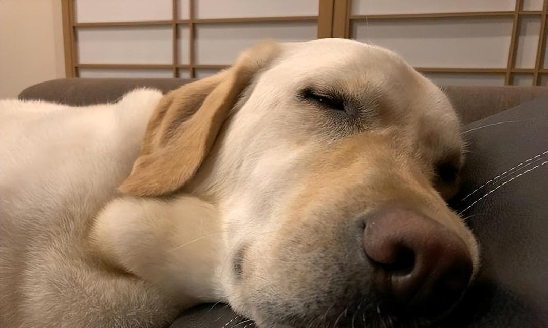 狗狂犬病的前期症状（揭开狗狂犬病前期迹象的奥秘）