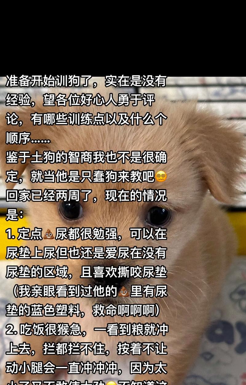 如何训练小狗的最佳时机（掌握训练小狗的关键时刻，轻松培养听话宠物）