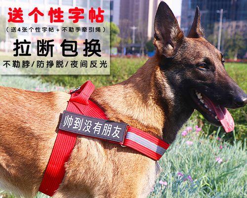 金毛犬夏季轻盈的原因（夏季为什么金毛犬更加轻盈？夏季金毛犬的特点和适应能力）