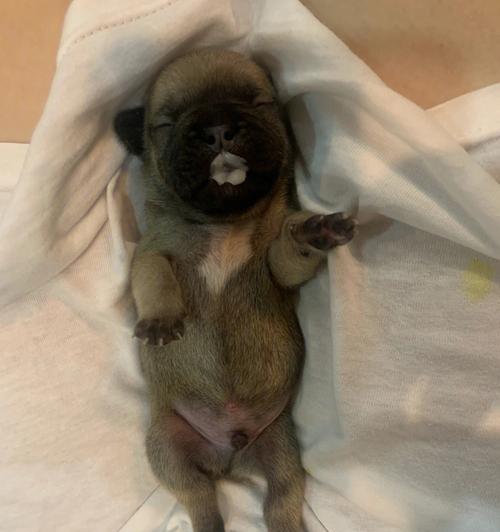 法斗幼犬呼吸异常快的原因及应对方法
